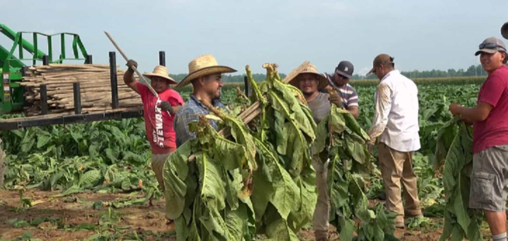Farmer harvesting Burley tobacco leaves
